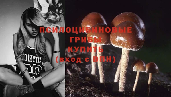 стаф Медногорск